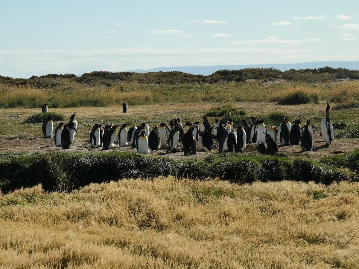 Pinguinario Rey - Singing group